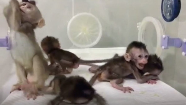 유전자 편집기술과 체세포 복제기술로 똑같은 유전정보를 가진 中원숭이 5마리