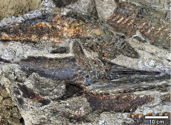 소행성 충돌로 발생한 쓰나미로 내륙에서 화석이 된 바닷물고기 (사진=로버트 드팔마 연구팀)