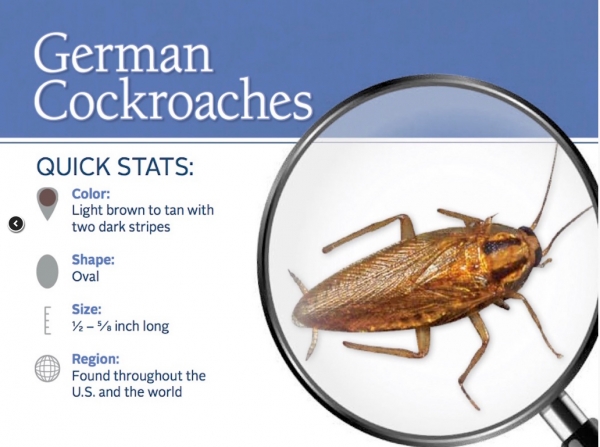 독일바퀴벌레(German cockroach)의 특징