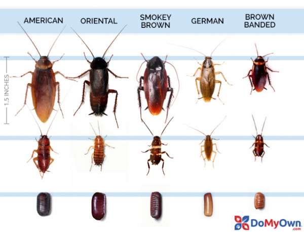바퀴벌레 종류 (출처: 미국 국립보건원)