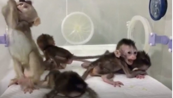 유전자 편집기술과 체세포 복제기술로 똑같은 유전정보를 가진 中원숭이 5마리