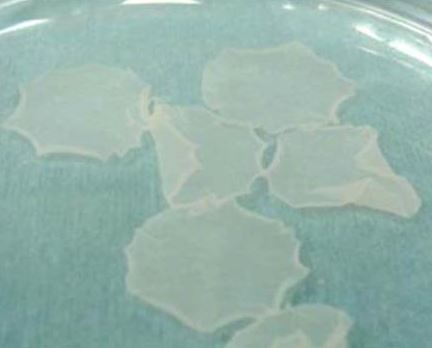 iPS 세포에서 제작한 시트 형태의 심근 세포 ⓒ 오사카대
