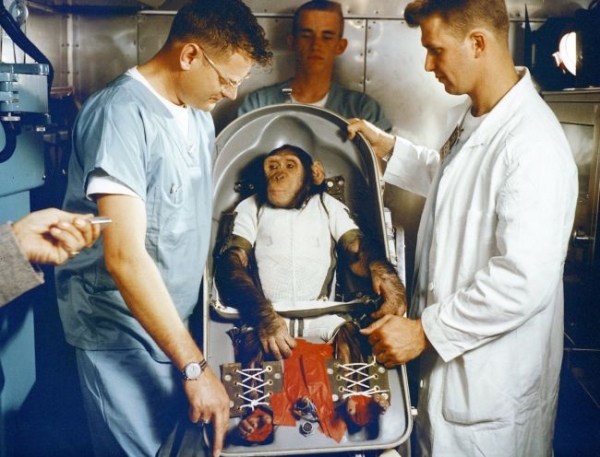데일리포스트=우주실험을 수행한 수컷 침팬지 '햄'