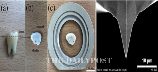 [사진설명] 원자간력 현미경 측정을 위한 치아 샘플 준비 과정(왼쪽), 원자간력 현미경 탐침 사진(오른쪽)