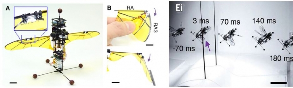 충돌 에너지 흡수 장치를 부착한 날개를 가진 곤충모방 날갯짓 비행로봇, KU비틀(좌)의 장애물 충돌 전후 비행(우)
