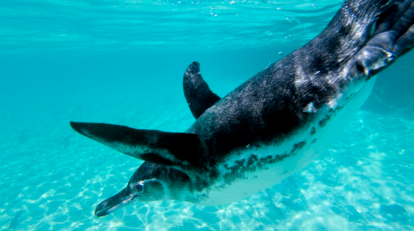 ⓒ데일리포스트=이미지 제공/Flickr