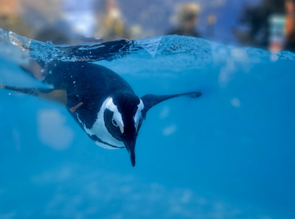 ⓒ데일리포스트=이미지 제공/Pixabay