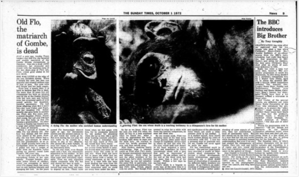 침팬치 플로와 플린트를 다룬 1972년 신문기사  ⓒ데일리포스트=이미지 제공/Live Science