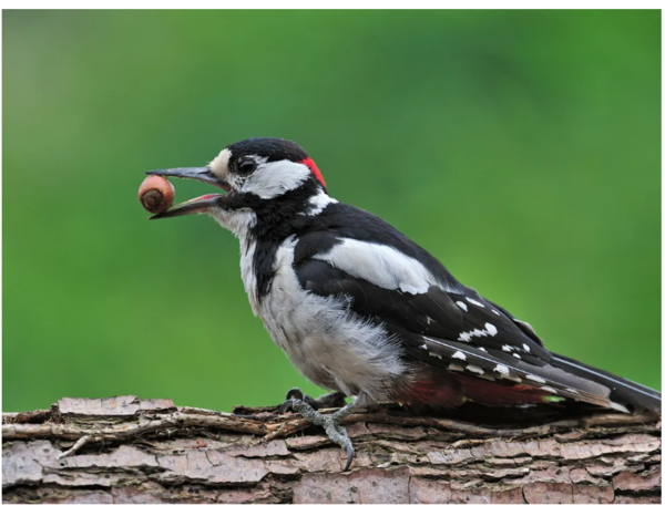 ⓒ데일리포스트=이미지 제공/Pixabay