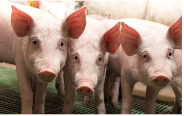 ⓒ데일리포스트=이미지 제공/Flickr