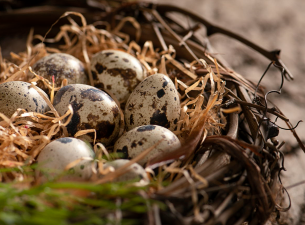 ⓒ데일리포스트=이미지 제공/Pixabay