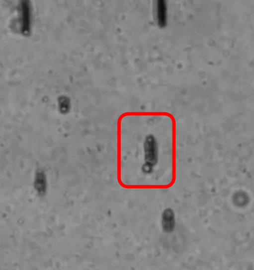 ⓒ데일리포스트=이미지 제공/체코 중앙유럽공과대 연구팀