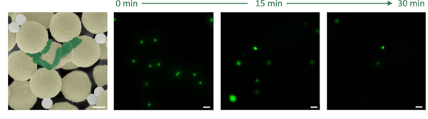 ⓒ데일리포스트=이미지 제공/체코 중앙유럽공과대 연구팀