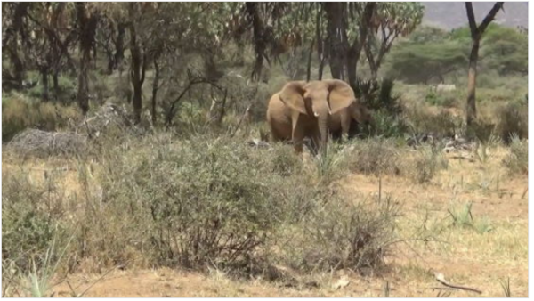 ⓒ데일리포스트=이미지 제공/CSU 연구팀(유튜브 캡처)