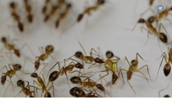 ⓒ데일리포스트=이미지 출처/Current Biology