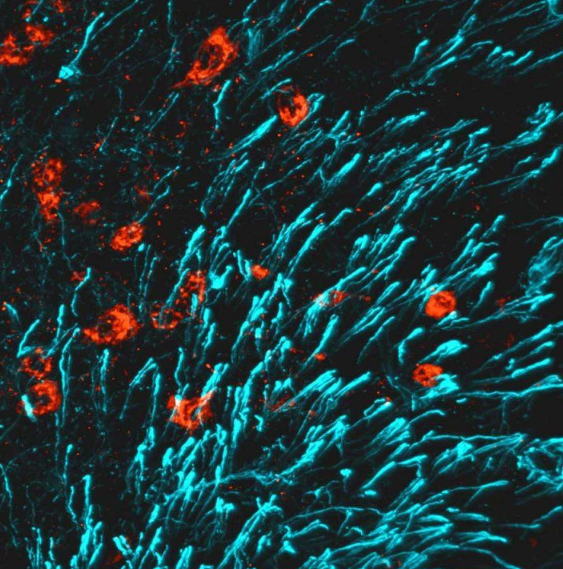 ⓒ데일리포스트=이미지 제공/Nature