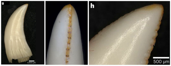 ⓒ데일리포스트=이미지 제공/Nature Ecology & Evolution