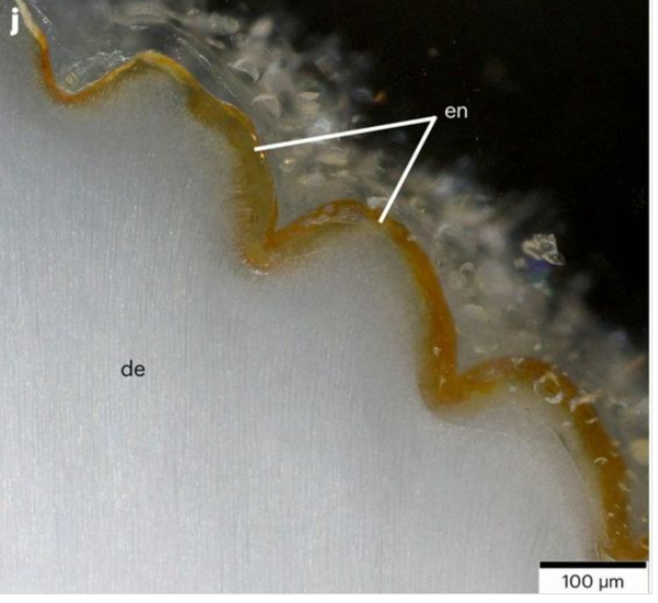 ⓒ데일리포스트=이미지 제공/Nature Ecology & Evolution