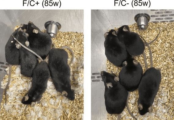 ⓒ데일리포스트=이미지 제공/Life Science Alliance