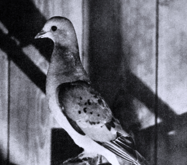 ⓒ데일리포스트=이미지 제공/Wikimeida commons