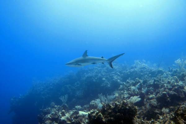 ⓒ데일리포스트=이미지 제공/Flikr