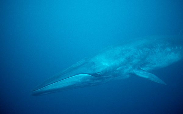 브라이드고래 ⓒ데일리포스트=이미지 제공/naturepl.com