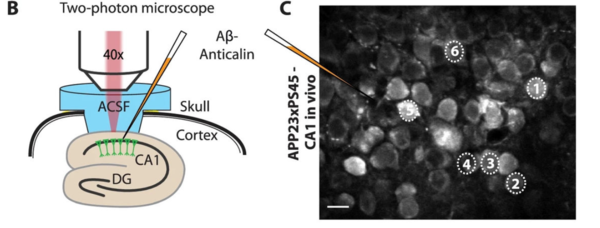 ⓒ데일리포스트=이미지 제공/Nature Communications