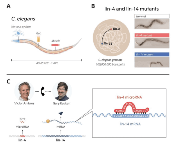 ⓒ데일리포스트=이미지 제공/nobelprize.org