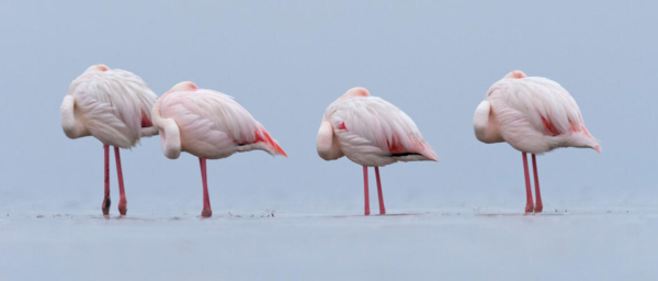 ⓒ데일리포스트=이미지 제공/Flickr