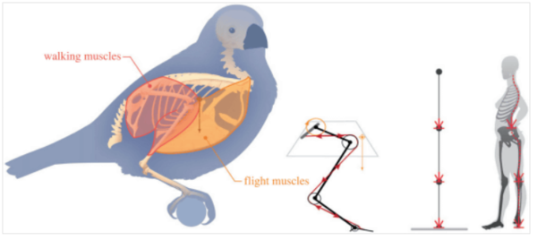 ⓒ데일리포스트=이미지 제공/Journal of the Royal Society Interface