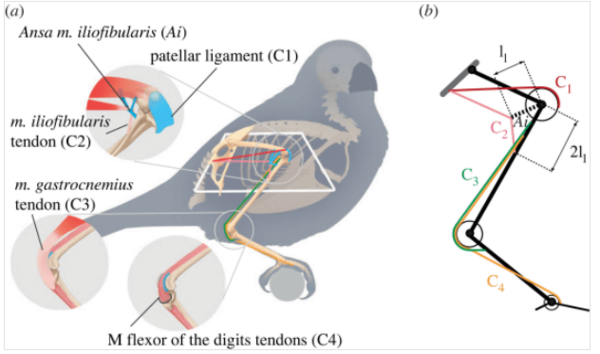 ⓒ데일리포스트=이미지 제공/Journal of the Royal Society Interface