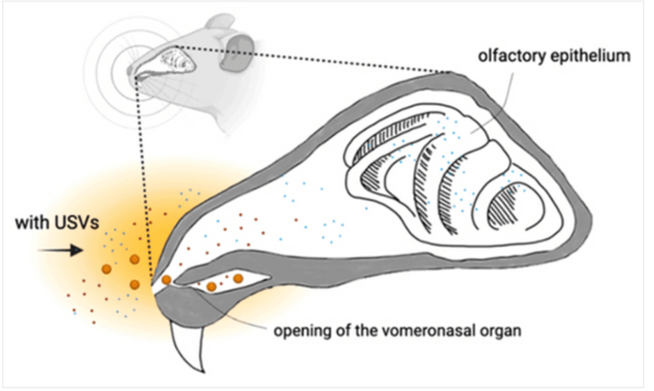 ⓒ데일리포스트=이미지 제공/Neuroscience and Biobehavioral Reviews