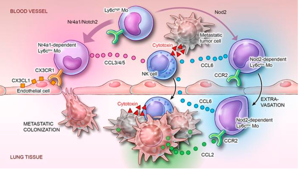 ⓒ데일리포스트=이미지 제공/The Journal of Clinical Investigation