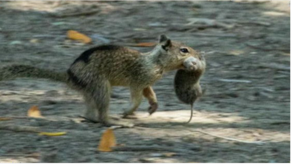 ⓒ데일리포스트=이미지 제공/Journal of Ethology