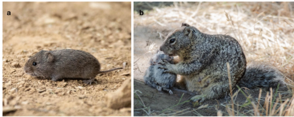 ⓒ데일리포스트=이미지 제공/Journal of Ethology