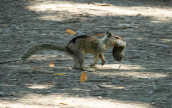 ⓒ데일리포스트=이미지 제공/Journal of Ethology