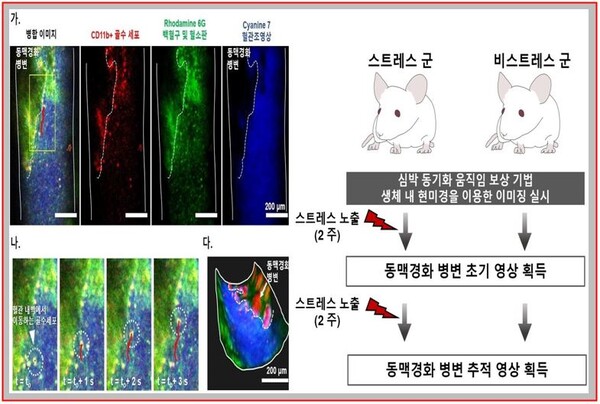 사진 좌측 심박 동기화 움직임 보상 기법을 통해 획득한 동맥경화 병변 쥐 경동맥 영상-사진 우측 만성 스트레스에 의한 혈관 염증도 추적 영상 획득을 위한 실험 설계 모식도