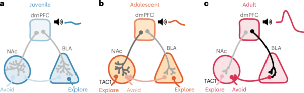 ⓒ데일리포스트=이미지 제공/Nature Neuroscience