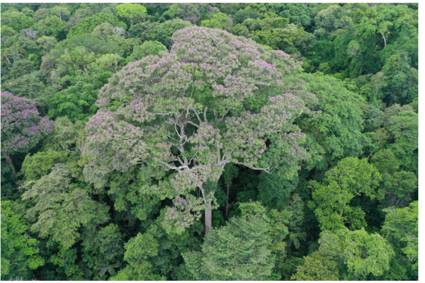 열대우림의 핵심종 '알멘드로' 나무 ⓒ데일리포스트=이미지 제공/Evan Gora(Cary Institute of Ecosystem Studies)