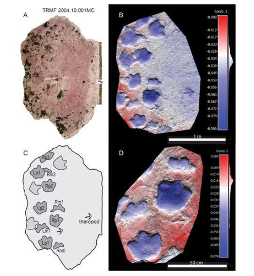 ⓒ데일리포스트=이미지 제공/Journal of Vertebrate Paleontology