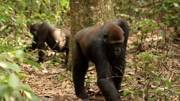 콩고공화국 누아발레-은도키 국립공원에서 촬영된 서부 저지대 고릴라. 송로버섯 채집 행동이 처음 포착된 현장 ⓒ데일리포스트=이미지 제공/WCS