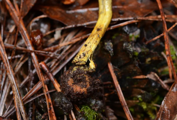 송로버섯 채집 행동의 주요 대상인 사슴 트러플류의 지상부 모습 ⓒ데일리포스트=이미지 제공/Tropical Fungi 