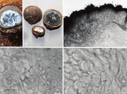 Elaphomyces labyrinthinus의 단면. 본 연구에서 고릴라가 섭취한 송로버섯 샘플의 현미경 이미지 ⓒ데일리포스트=이미지 제공/WCS