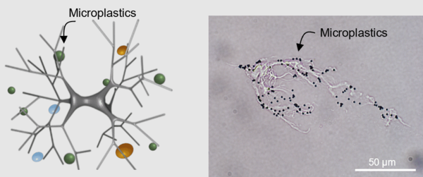 ⓒ데일리포스트=이미지 제공/Advanced Functional Materials