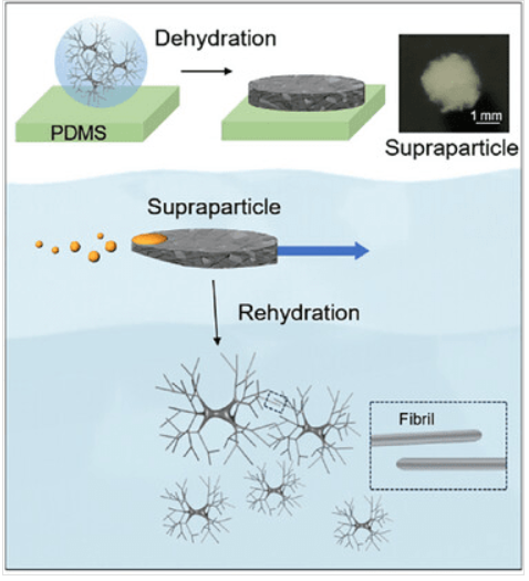 ⓒ데일리포스트=이미지 제공/Advanced Functional Materials