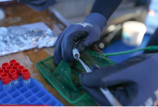 고래상어 피부에서 채집한 기생 요각류 샘플을 분석을 위해 보관하는 모습 ⓒ데일리포스트=이미지 제공/ Andre Rerekura(AIMS)