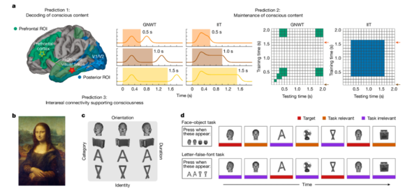 연구팀은 피험자에게 다양한 시각 자극을 제시한 뒤, 전측(GNWT)과 후측(IIT) 뇌 영역의 반응을 비교 분석했다. 왼쪽은 각 이론이 예측한 활성 부위, 오른쪽은 자극 인식 지속성과 관련한 뇌 신호의 시간 패턴이다. ⓒ데일리포스트=이미지 제공/Nature