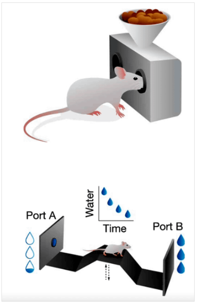 실험에 사용된 과제 구성. 위는 간단한 먹이 획득 과제, 아래는 반복 노력을 요하는 물 획득 과제.  ⓒ데일리포스트=이미지 제공/Science