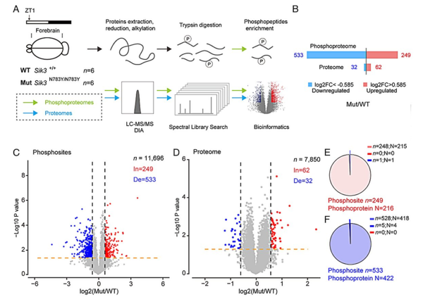 Sik3 N783Y/N783Y 돌연변이 생쥐의 뇌에서는 광범위한 저인산화 현상이 관찰됐다. ⓒ데일리포스트=이미지 제공/PNAS