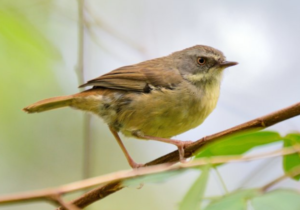 white-browed scrubwren ⓒ데일리포스트=이미지 제공/Wikipedia 